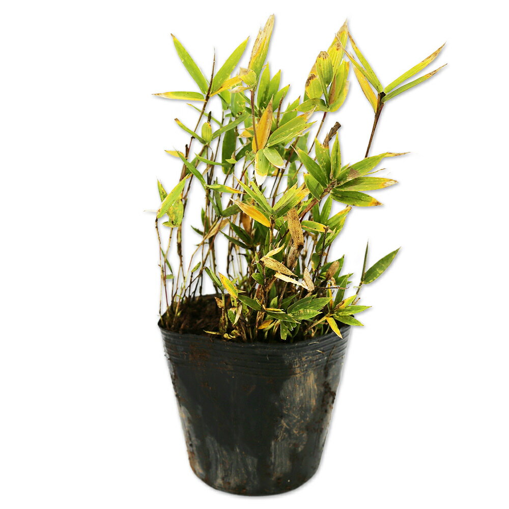 楽天市場】竹 苗の通販