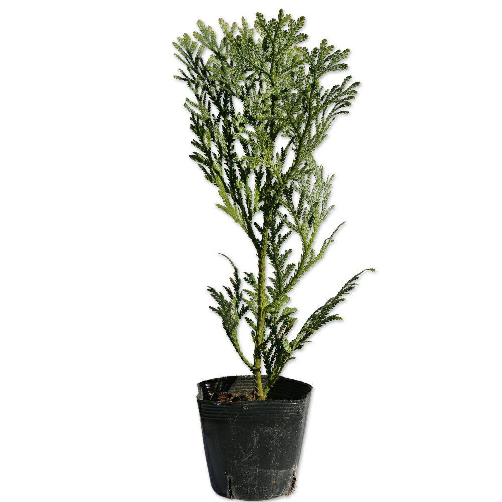 楽天市場】アスナロ（植木｜ガーデニング・農業）：花・ガーデン・DIY