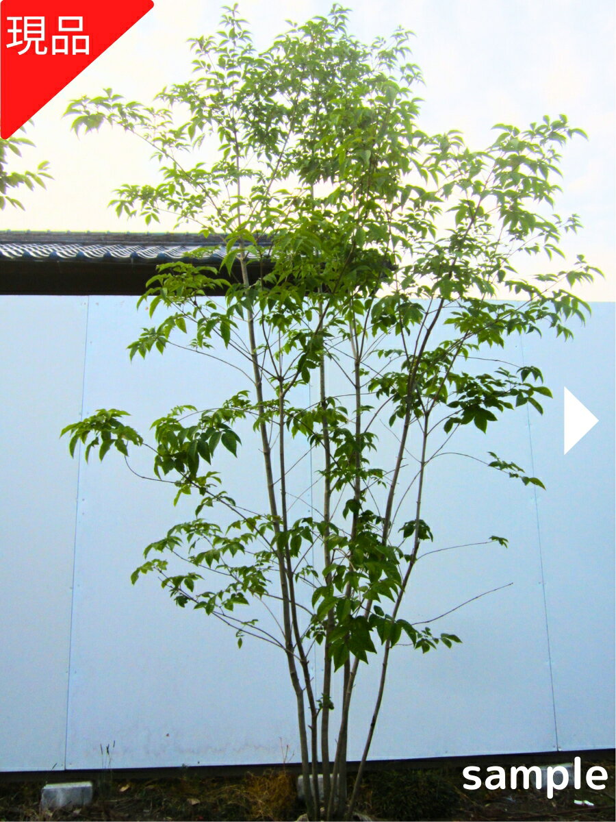 楽天市場】アオダモ 株 立ち 3mの通販