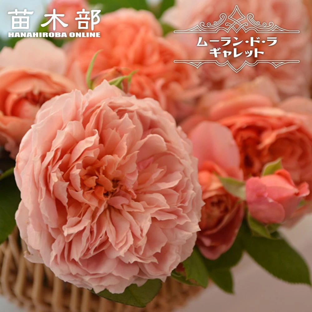 楽天市場】切り花向き バラ苗（花・ガーデン・DIY）の通販