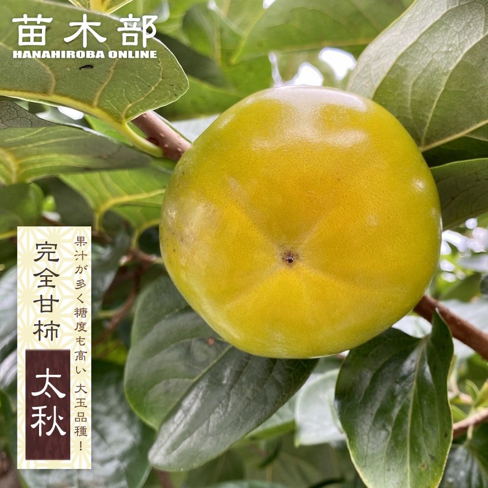 楽天市場】柿 大苗の通販