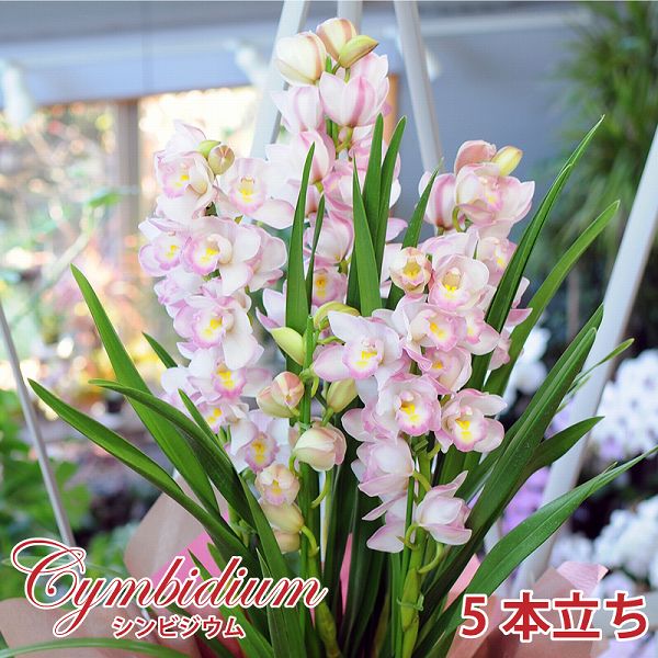 楽天市場】シンビジウム 品種の通販