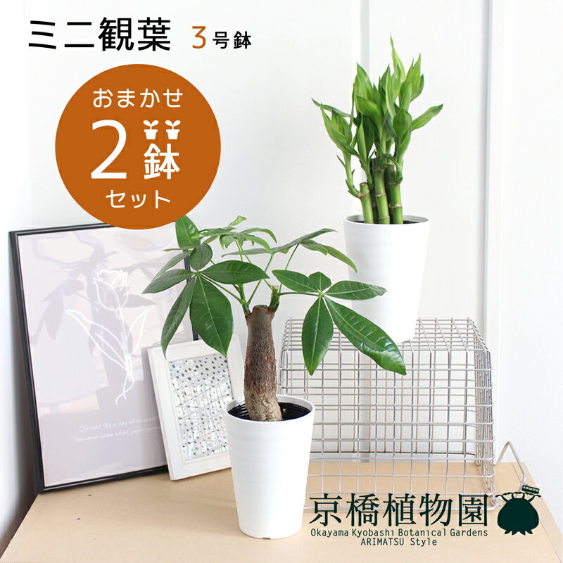 楽天市場】観葉 植物 2点セットの通販