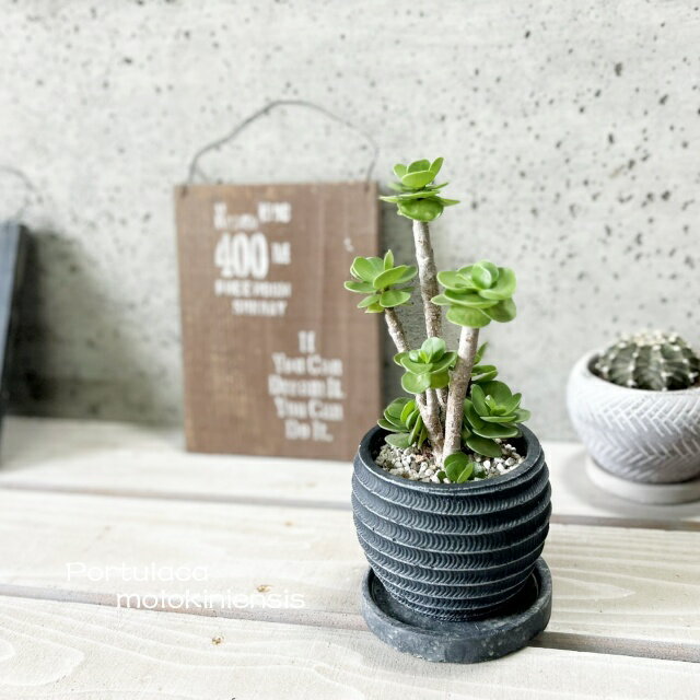 楽天市場】モロキニエンシスの通販