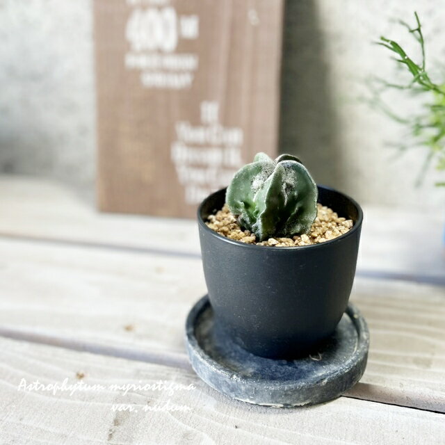 楽天市場】アストロ フィツ ム 属の通販