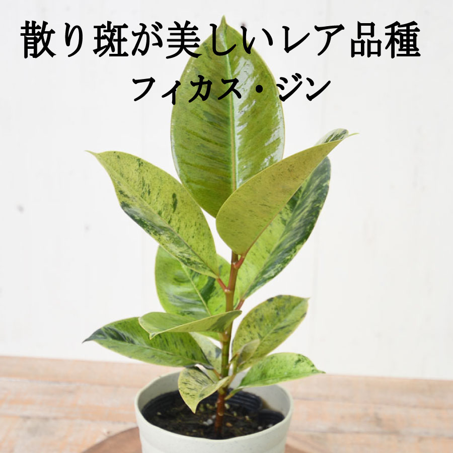 楽天市場】フィカス 斑入りの通販