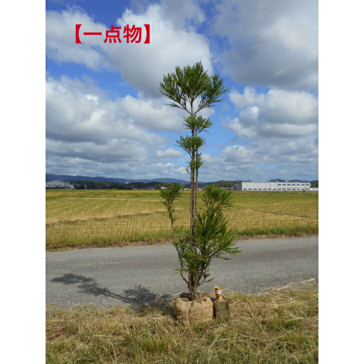 楽天市場】台杉の通販