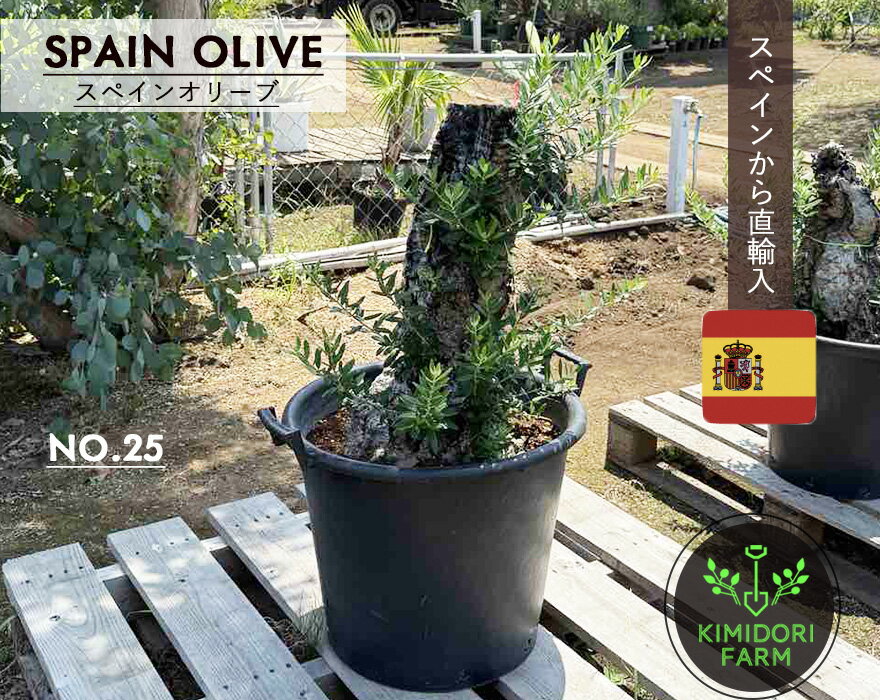 楽天市場】古木（植木｜ガーデニング・農業）：花・ガーデン・DIYの通販