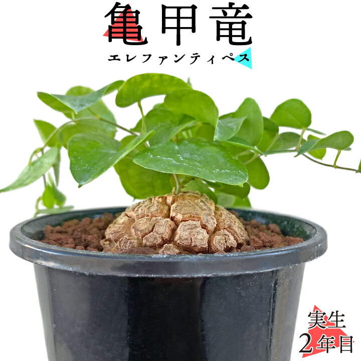 楽天市場】亀甲 竜 種の通販