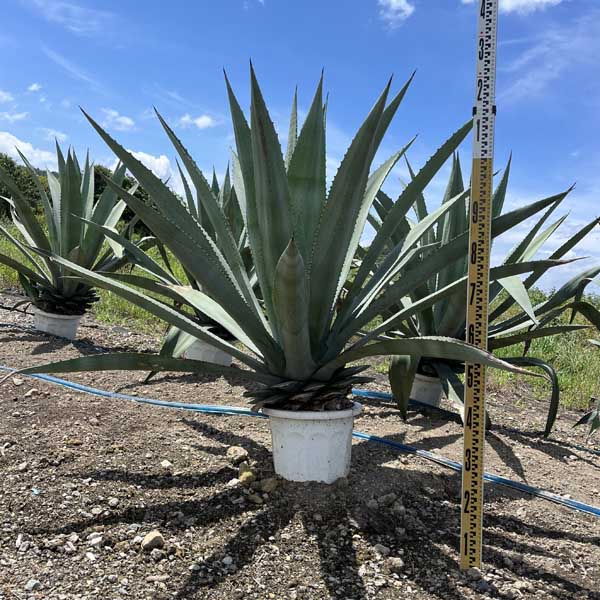 楽天市場】アオノリュウゼツラン（花・観葉植物｜花・ガーデン・DIY