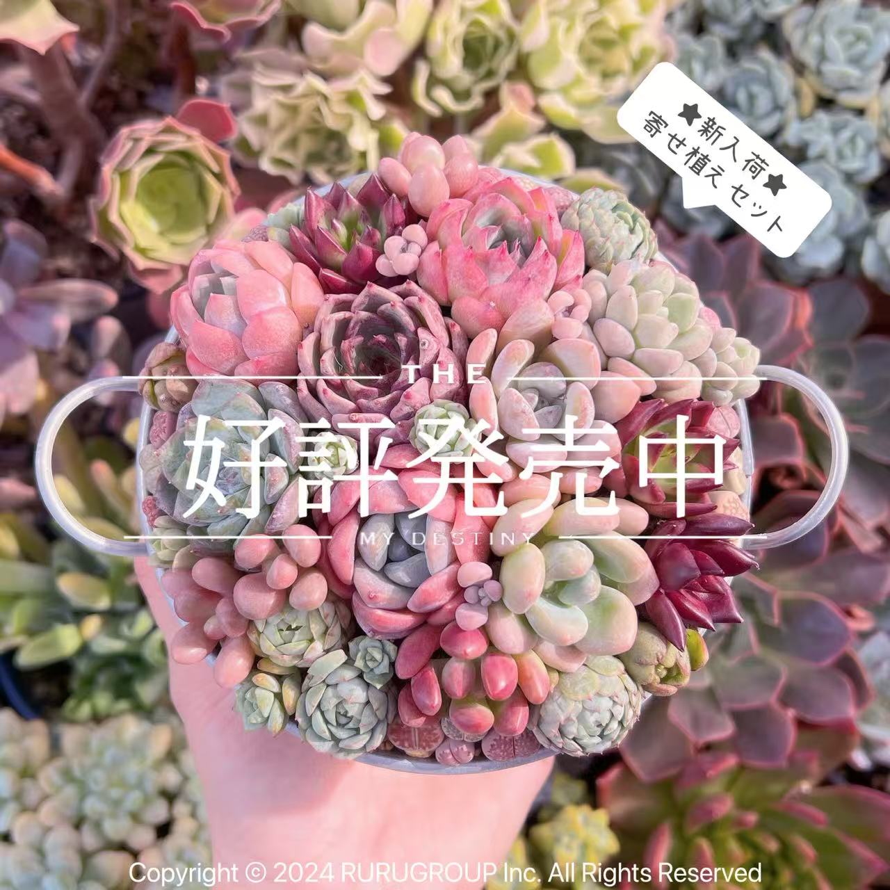 楽天市場】セダム セットの通販