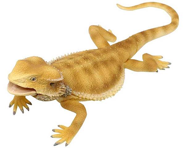 楽天市場】フトアゴヒゲトカゲ フィギュアの通販