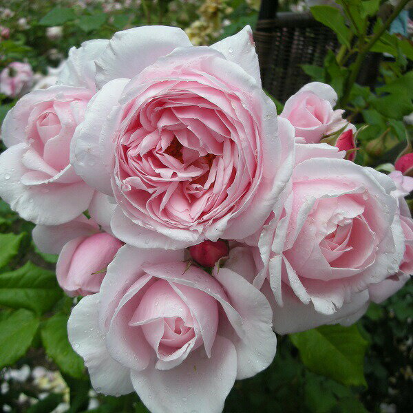 楽天市場】バラ 苗 ピンク 大輪の通販