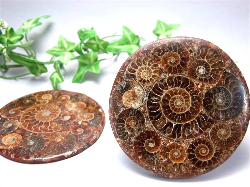 楽天市場】化石 インテリアの通販