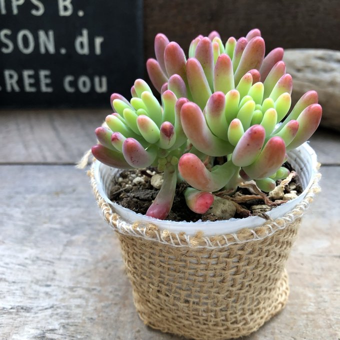 楽天市場】乙女心多肉植物の通販