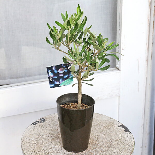 楽天市場】オリーブ souju ミッションの通販