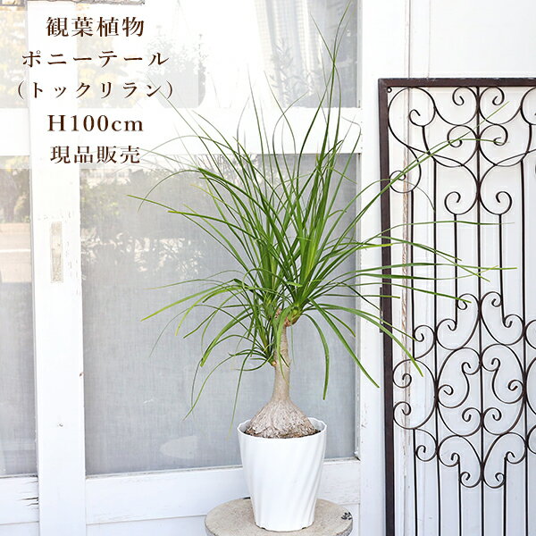 楽天市場】ポニーテール トックリランの通販