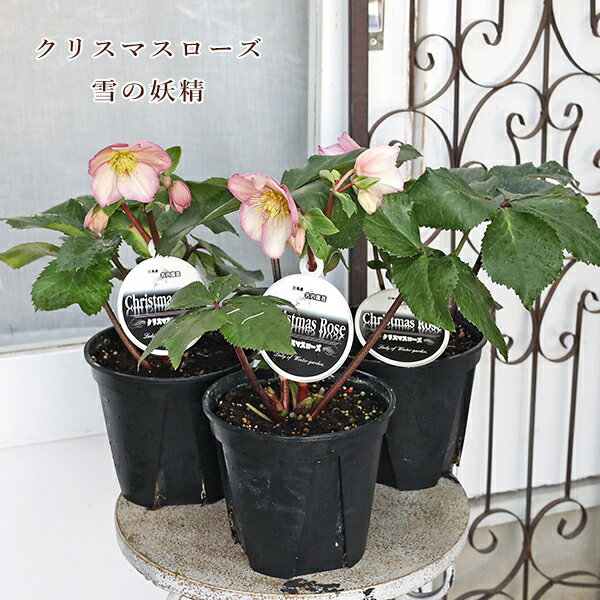 楽天市場】クリスマスローズ 雪の妖精（花・ガーデン・DIY）の通販