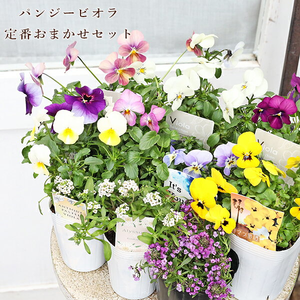 楽天市場】パンジー ビオラ（花・ガーデン・DIY）の通販