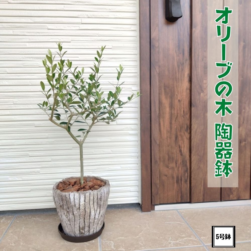 楽天市場】オリーブ 鉢植え 5号の通販