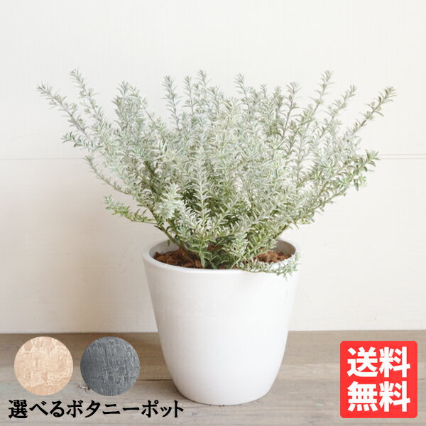 楽天市場】ウエストリンギア（種類（植物）ローズマリー）の通販