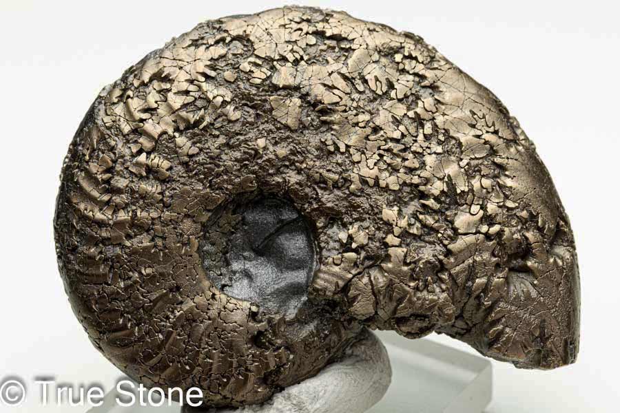 楽天市場】黄鉄鉱 アンモナイトの通販