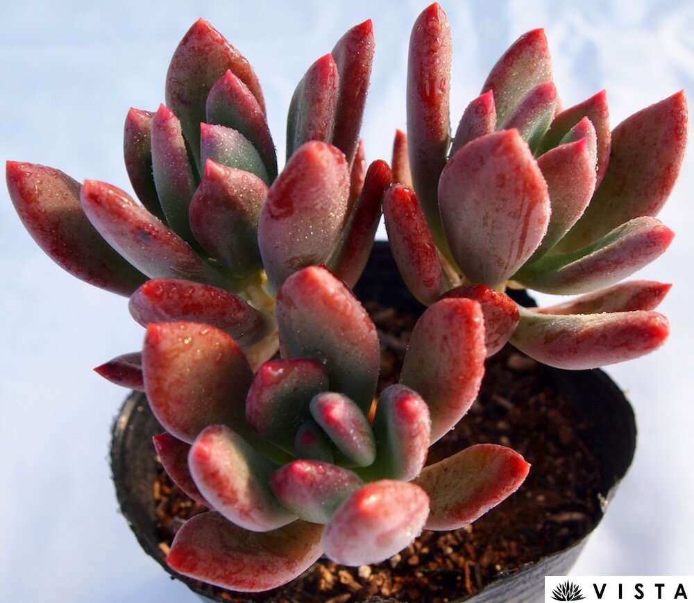 楽天市場】多肉植物 星美人の通販