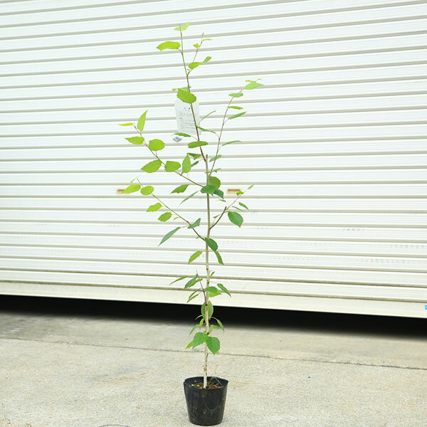 楽天市場】白樺 苗の通販