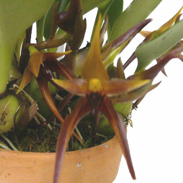 楽天市場】【花なし株】 バルボフィラム レイシアナム Bulb.leysianum