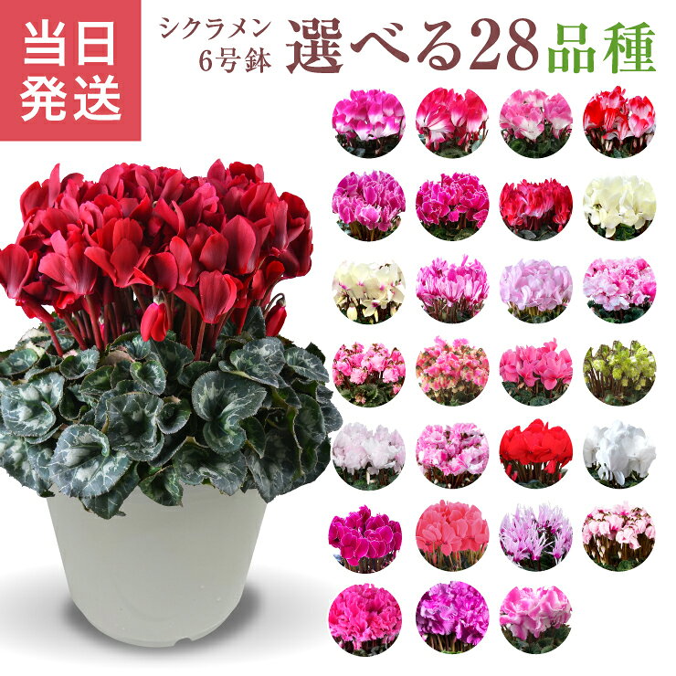 楽天市場】シクラメン 6号の通販