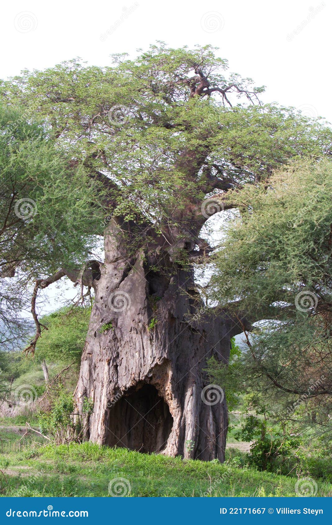 392 Massive Baobab Tree Stock Photos - Free & Royalty-Free Stock