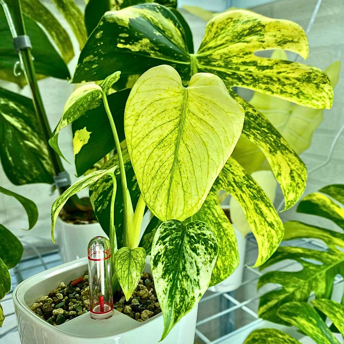 The Rare Monstera Deliciosa Mint Variegated Houseplant