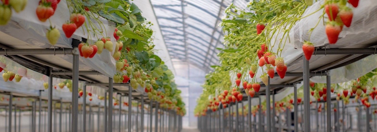 いちご狩りについて – TomiBerryいちご農園（トミベリーいちご農園）