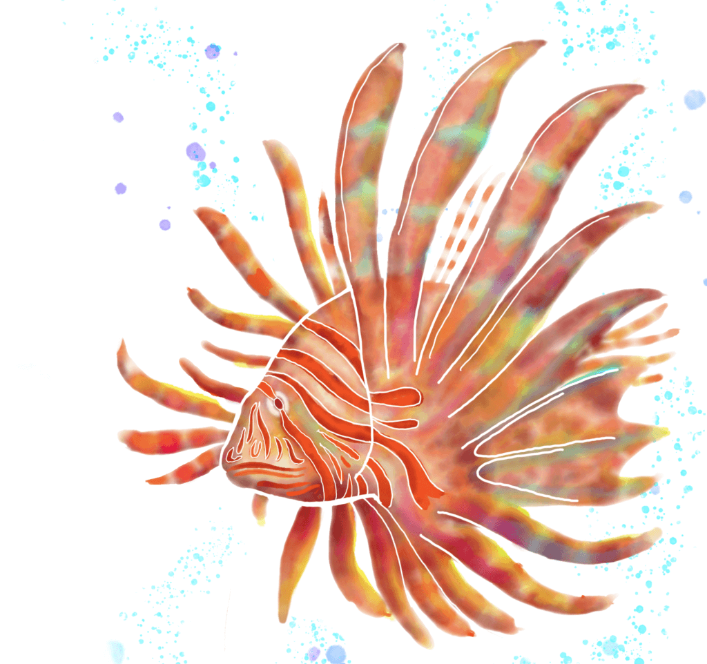 iPadとApple Pencilで描くイラスト】ミノカサゴを水彩画で描いてみた