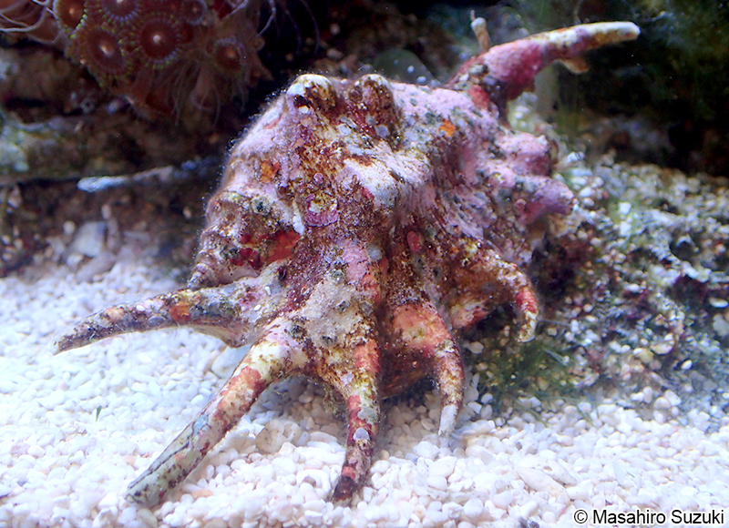 クモガイ Lambis lambis