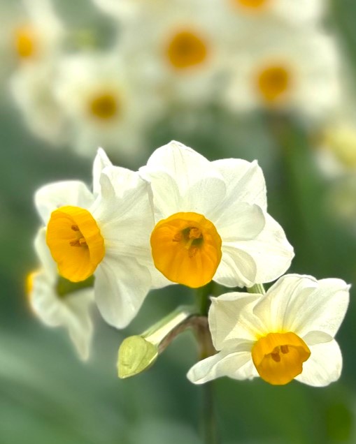 スイセンの開花状況【2025/2/17】 | 植物情報 | 蜻蛉池公園（とんぼ池