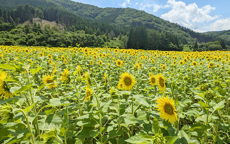 上郷町のひまわり畑 | 遠野時間｜遠野市観光情報サイト