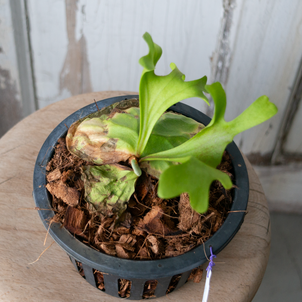 5/26 UP】ビカクシダ リドレイ - tocolier