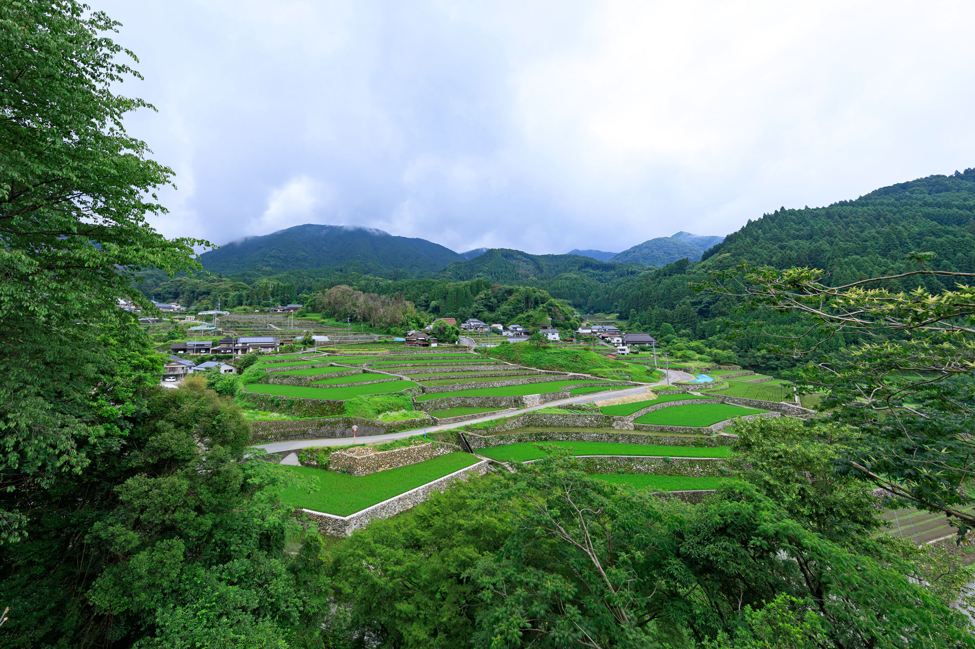 竹の棚田 | 岩屋キャンプ場