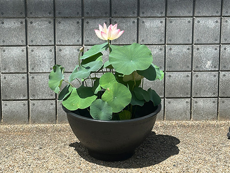 ハス絵柄入りプラ製水鉢LL | 杜若園芸WEBショップ｜水草の生産販売