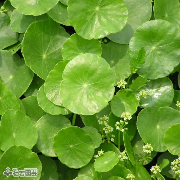 水生植物】 ウォーターコイン(ウォーターマッシュルーム) | 杜若園芸