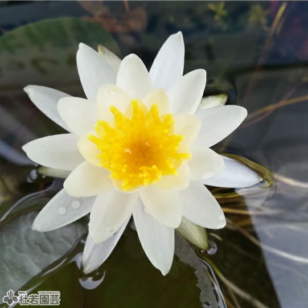 スイレン（睡蓮）通販（販売） | 杜若園芸WEBショップ｜水草の生産販売