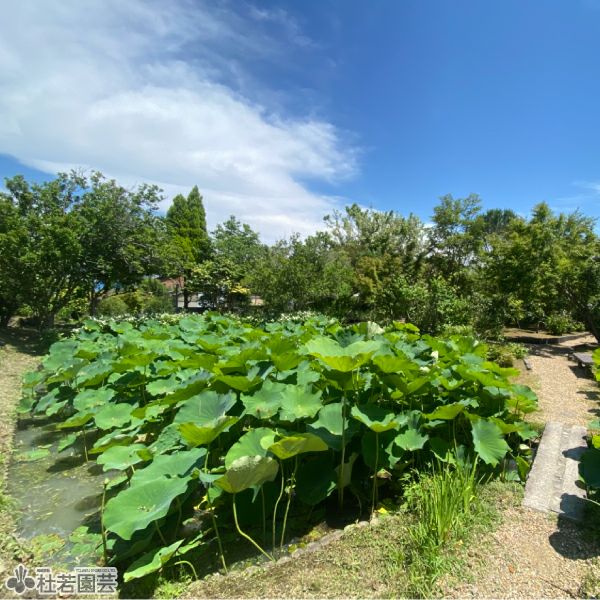 蓮、ハス】法華寺蓮(ほっけじばす)【大型種】 | 杜若園芸WEBショップ