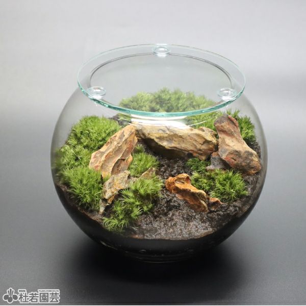そだつライト付き！カンタン苔テラリウムセット | 杜若園芸WEBショップ