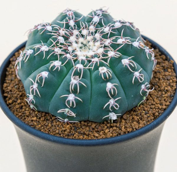 多肉植物図鑑】トゲは葉っぱ「サボテンの仲間」うちわ型・球形・柱型