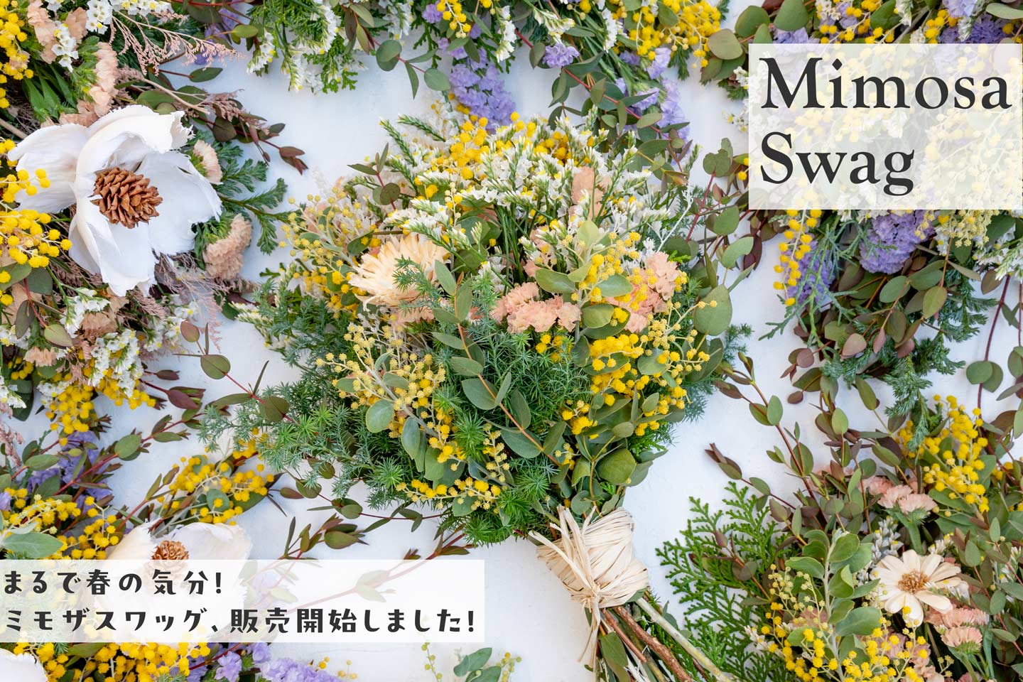 春です！国産&イタリア産のミモザスワッグが新登場！ – ドライフラワー