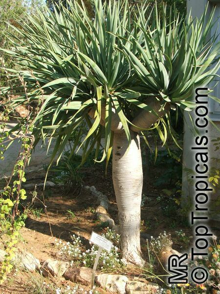 Dracaena draco (Dragon Tree ) | Top Tropicals Plant Encyclopedia