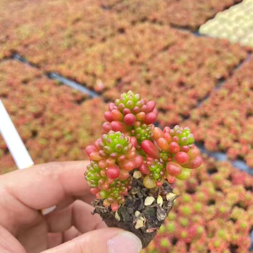 プラグトレー苗 20251204 – Top Succulent®