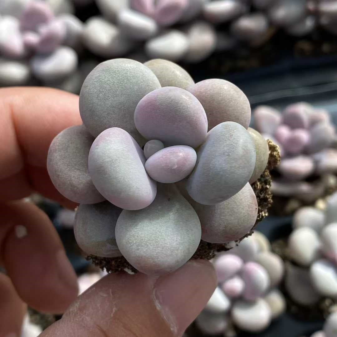 プラグトレー苗 20260129 – Top Succulent®