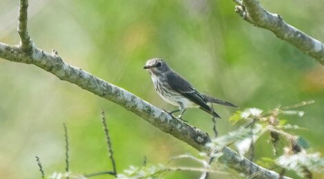 朝日峠タカの渡り探鳥会2025 | Tori Note -茨城の野鳥観察日誌-
